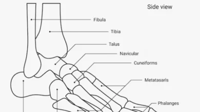 Foot bones