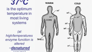 Homeothermy