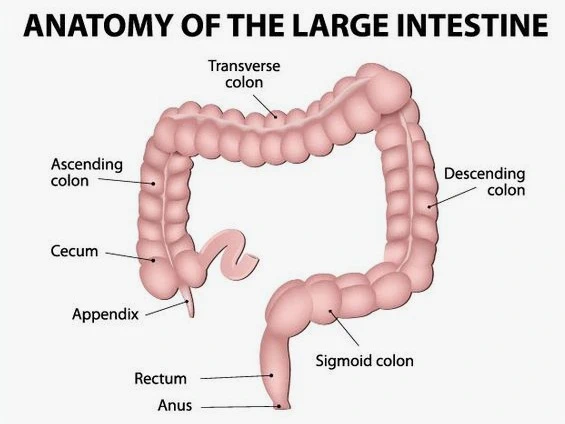 Large intestine
