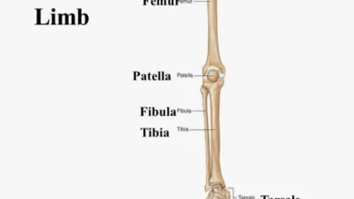 Lower limbs