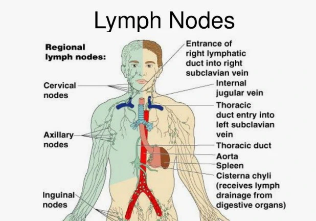 Lymph Nodes