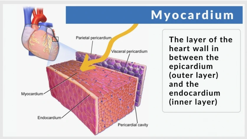 Myocardium