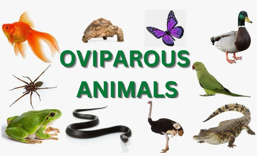 Oviparous Animals