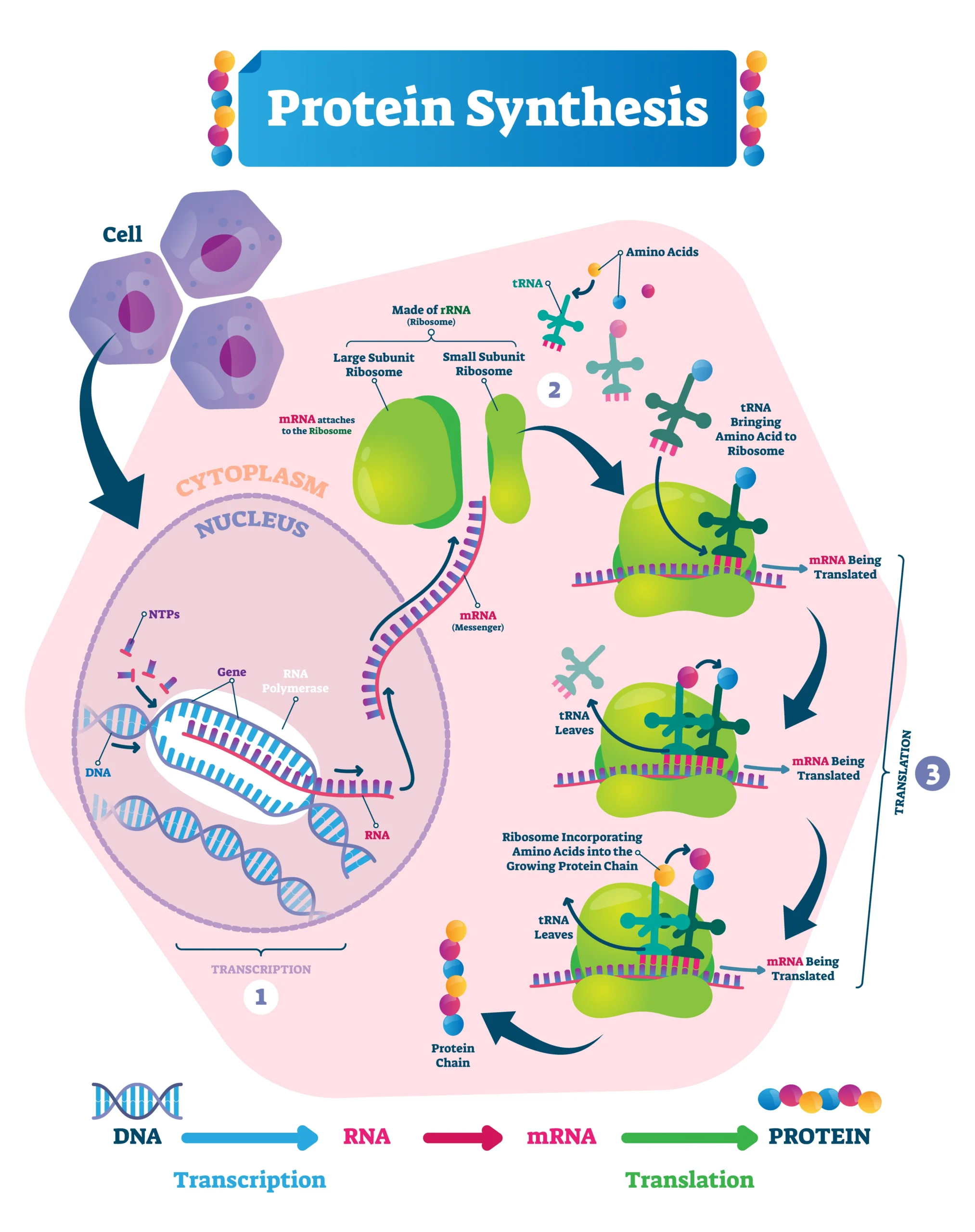 Protein Synthesis