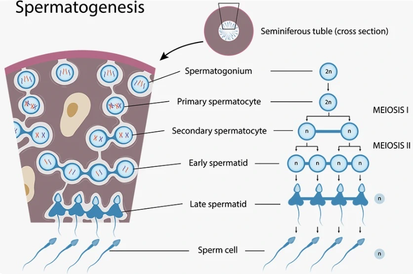 Spermatogenesis