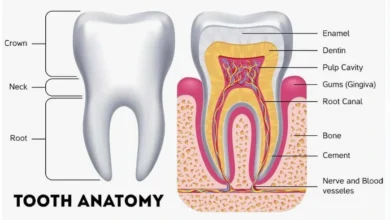 Teeth