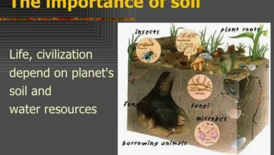 The Importance of Soil