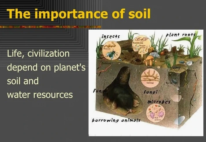 The Importance of Soil