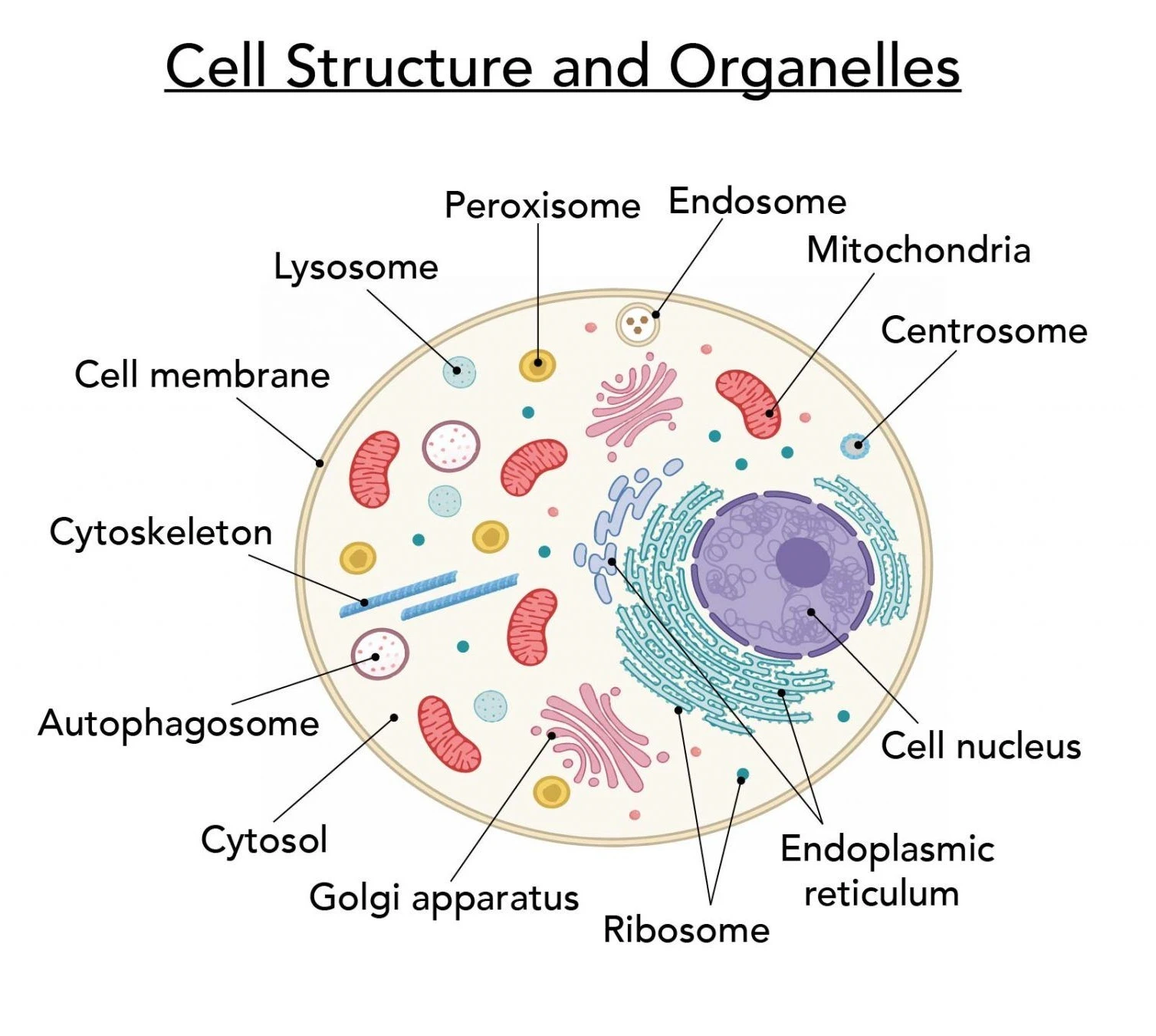 Cellular Organelles