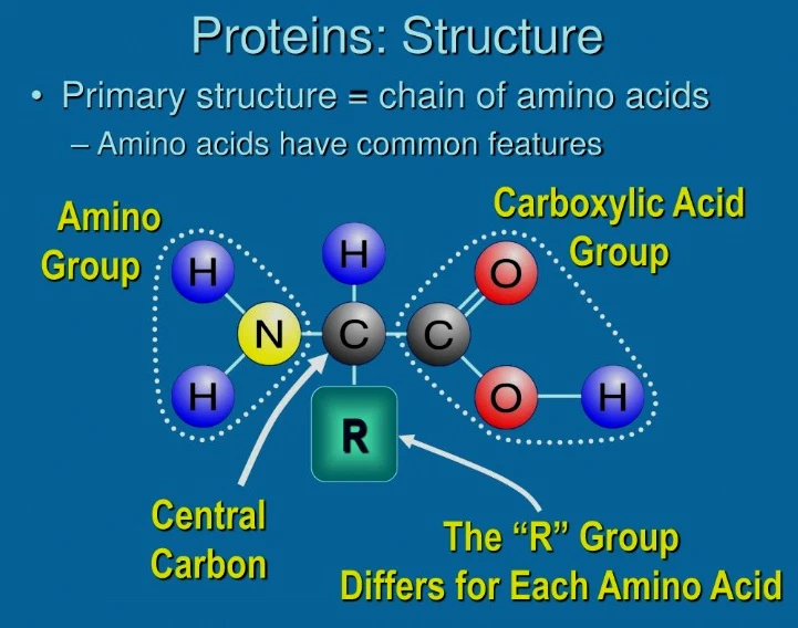 Protein Structure