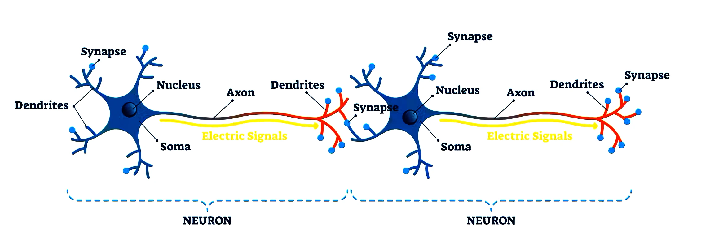Synapses