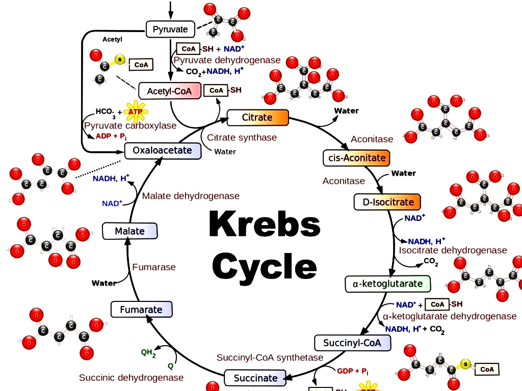 Krebs Cycle