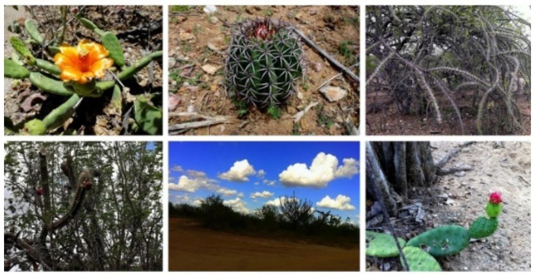 Flora of the Caatinga