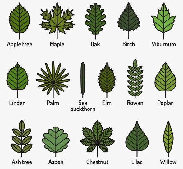 Leaves