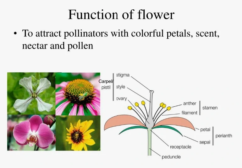 Types of flowers and their functions