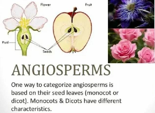 Angiosperms